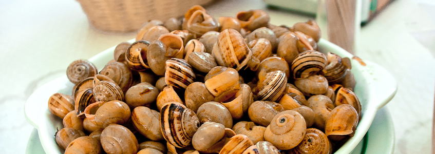Caracol - O petisco do verão! 