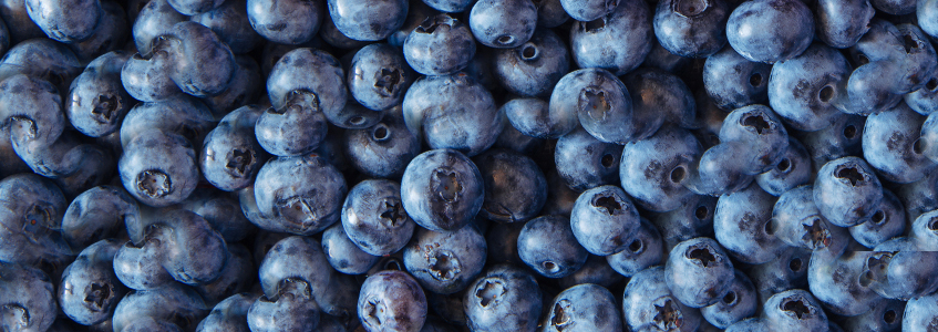Mirtilo, o rei dos antioxidantes 